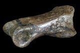 Struthiomimus Toe Bone - Montana #94763-1